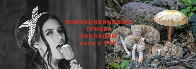 Псилоцибиновые грибы MAGIC MUSHROOMS  наркотики  Каменногорск 